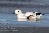 Black Guillemot (juvenile)