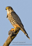 Merlin 
