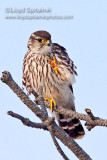 Merlin