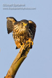 Merlin