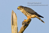 Merlin