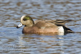 American Wigeon