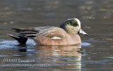 American Wigeon