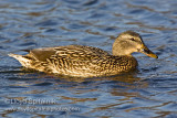 Mallard (female)