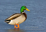 Mallard