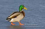 Mallard
