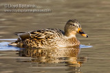 Mallard (female)