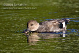Gadwall