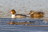 Common Merganser & Gadwall (females)