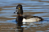 Ring-necked Duck