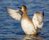 Redhead (female)