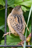 Sedge Wren