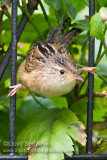 Sedge Wren