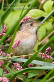 Sedge Wren