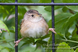 Sedge Wren