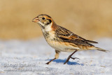 Lapland Longspur