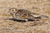 Lapland Longspur