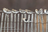 Snow Bunting