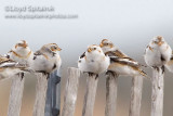Snow Bunting