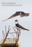 Tree Swallow