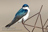 Tree Swallow