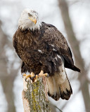 Bald Eagle