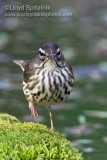 Louisiana Waterthrush
