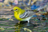 Pine Warbler