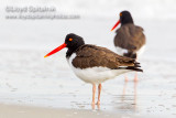 American Oystercatcher
