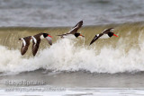 American Oystercatcher