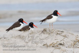 American Oystercatcher
