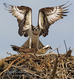 Osprey