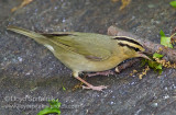 Worm-eating Warbler