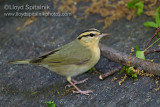 Worm-eating Warbler