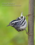 Black-and-white Warbler (male)