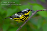 Magnolia Warbler
