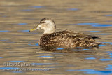 American Black Duck