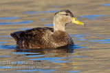 American Black Duck