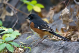 Eastern Towhee
