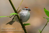 Chipping Sparrow