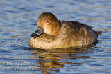 Redhead (female)
