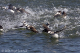 Long-tailed Duck (Oldsquaw)