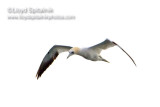 Northern Gannet