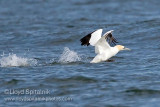Northern Gannet