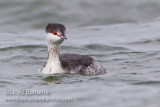 Horned Grebe