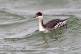 Horned Grebe