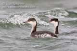 Horned Grebe