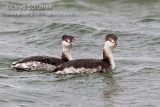 Horned Grebe