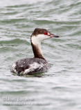 Horned Grebe