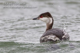Horned Grebe